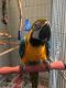 Macaw Birds for sale in Houston, TX, USA. price: NA
