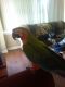 Macaw Birds for sale in Oaklyn, NJ 08107, USA. price: NA