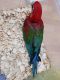 Macaw Birds for sale in Ohio Dr SW, Washington, DC, USA. price: $500