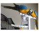 Macaw Birds for sale in Trumbull, CT 06611, USA. price: NA