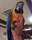 Macaw Birds for sale in Ohio Dr SW, Washington, DC, USA. price: $700
