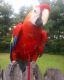 Macaw Birds for sale in GA-85, Atlanta, GA, USA. price: NA