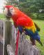 Macaw Birds for sale in Ohio St, San Diego, CA, USA. price: NA