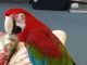 Macaw Birds for sale in Indianapolis Blvd, Hammond, IN, USA. price: NA
