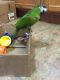 Macaw Birds for sale in Knoxville, IA 50138, USA. price: NA