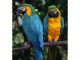 Macaw Birds for sale in California St, San Francisco, CA, USA. price: NA