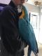 Macaw Birds for sale in Florida Ave, Miami, FL 33133, USA. price: NA