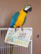 Macaw Birds for sale in Pell City Ave, Sylacauga, AL 35150, USA. price: $800