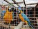 Macaw Birds for sale in Pell City Ave, Sylacauga, AL 35150, USA. price: $800