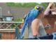 Macaw Birds for sale in TX-121, Blue Ridge, TX 75424, USA. price: NA