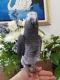 Macaw Birds for sale in TX-121, Blue Ridge, TX 75424, USA. price: NA