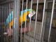 Macaw Birds for sale in Beach Park, IL, USA. price: $1,200