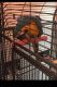 Macaw Birds for sale in Scottsdale, AZ, USA. price: NA