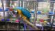 Macaw Birds for sale in United States of America, Douala, Cameroon. price: NA