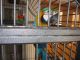 Macaw Birds for sale in 704 N North Carolina Ave, Atlantic City, NJ 08401, USA. price: NA