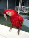 Macaw Birds for sale in Claremont, CA, USA. price: NA