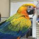 Macaw Birds for sale in Tempe, AZ, USA. price: $340