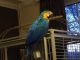 Macaw Birds for sale in Northview Ave, Anderson, SC 29625, USA. price: NA