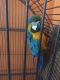 Macaw Birds for sale in Pennsylvania Ave, Gibsonton, FL 33534, USA. price: NA
