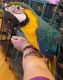 Macaw Birds for sale in CA-111, Rancho Mirage, CA 92270, USA. price: NA