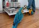 Macaw Birds for sale in Clifton, NJ, USA. price: $860