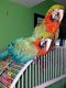 Macaw Birds for sale in Kansas Ave, Kansas City, KS, USA. price: $800