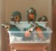 Macaw Birds for sale in Cheyenne, WY 82001, USA. price: $550