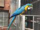 Macaw Birds for sale in Beverly Hills, CA, USA. price: NA