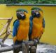 Macaw Birds for sale in Nevada City, CA 95959, USA. price: NA