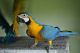 Macaw Birds for sale in Charlotte, NC, USA. price: NA