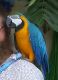 Macaw Birds for sale in Chicago, IL, USA. price: NA