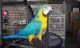 Macaw Birds for sale in Richmond, CA, USA. price: NA
