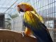 Macaw Birds for sale in California State Route 2, Los Angeles, CA, USA. price: NA