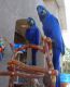 Macaw Birds for sale in Georgia, IN 47452, USA. price: $500