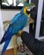 Macaw Birds for sale in Buffalo, NY, USA. price: NA