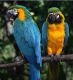 Macaw Birds for sale in TX-121, McKinney, TX, USA. price: NA