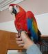 Macaw Birds for sale in TX-121, McKinney, TX, USA. price: NA