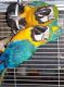 Macaw Birds for sale in 1716 E 7th St, Los Angeles, CA 90021, USA. price: NA