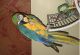 Macaw Birds for sale in Phillips, WI 54555, USA. price: NA