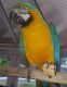 Macaw Birds for sale in Miami, FL 33101, USA. price: NA