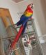 Macaw Birds for sale in NC-55, Fuquay Varina, NC 27526, USA. price: NA