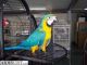 Macaw Birds for sale in Birmingham, AL, USA. price: $400