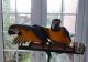 Macaw Birds for sale in Denver, CO, USA. price: $400