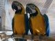 Macaw Birds for sale in Fontana, CA 92335, USA. price: NA