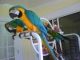 Macaw Birds for sale in Portland, OR, USA. price: $400