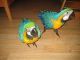 Macaw Birds for sale in Minneapolis, MN, USA. price: $400
