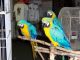 Macaw Birds for sale in Burlington, VT, USA. price: NA
