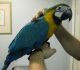Macaw Birds for sale in Grand Rapids, MI, USA. price: NA