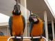 Macaw Birds for sale in Atlanta, GA, USA. price: $700