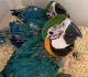 Macaw Birds for sale in Atlanta, GA 30342, USA. price: $480
